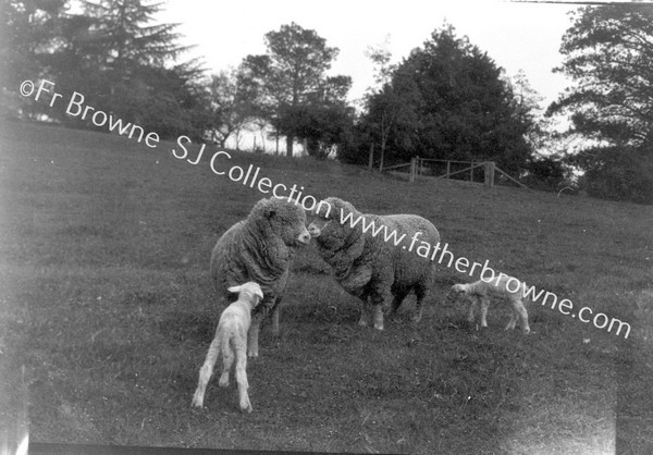 STUD SHEEP & LAMBS IN PADDOCK